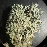 Xanthoparmelia angustiphylla image
