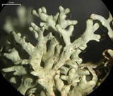 Xanthoparmelia angustiphylla image