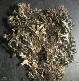 Xanthoparmelia angustiphylla image