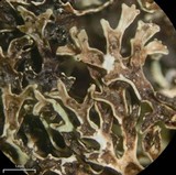 Xanthoparmelia angustiphylla image