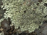 Xanthoparmelia conspersa image