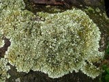 Xanthoparmelia viriduloumbrina image