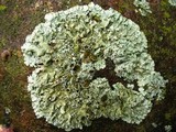 Xanthoparmelia viriduloumbrina image