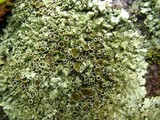 Xanthoparmelia viriduloumbrina image
