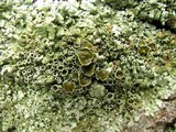 Xanthoparmelia viriduloumbrina image