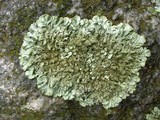 Xanthoparmelia plittii image