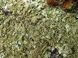 Xanthoparmelia plittii image