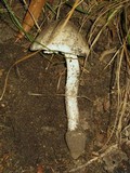 Amanita submaculata image