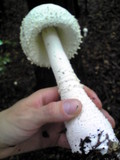 Amanita virgineoides image