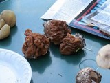 Gyromitra montana image
