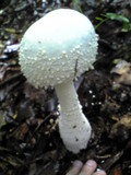 Amanita virgineoides image