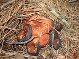 Lactarius fragilis var. rubidus image