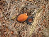 Lactarius fragilis var. rubidus image