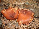 Lactarius fragilis var. rubidus image