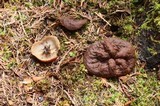 Discina ancilis image