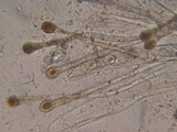 Discina ancilis image