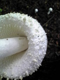Amanita virgineoides image