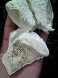 Amanita virgineoides image