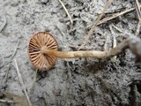 Cortinarius obtusus image