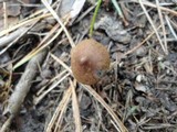 Cortinarius obtusus image