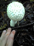 Amanita virgineoides image