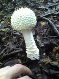 Amanita virgineoides image