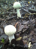 Amanita virgineoides image