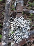 Hypogymnia imshaugii image