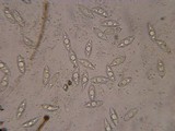 Discina ancilis image