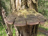 Phellinus robiniae image