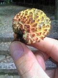 Boletellus emodensis image