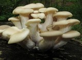 Pleurotus cornucopiae image