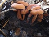 Lactarius fragilis image