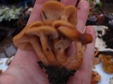 Lactarius fragilis var. rubidus image