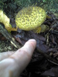 Boletellus emodensis image