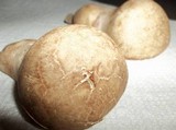 Calvatia cyathiformis image