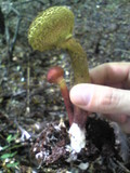 Boletellus emodensis image
