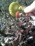 Boletellus emodensis image