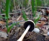 Panaeolus antillarum image