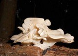 Pleurotus pulmonarius image