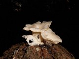 Pleurotus pulmonarius image