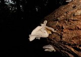 Pleurotus pulmonarius image