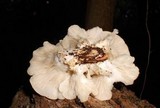 Pleurotus pulmonarius image