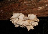 Pleurotus pulmonarius image