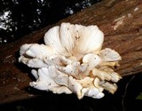 Pleurotus pulmonarius image
