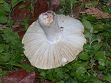 Russula heterophylla image