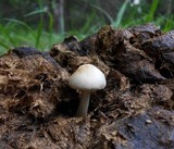 Panaeolus antillarum image