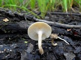 Lentinus tigrinus image