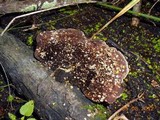 Hexagonia hydnoides image