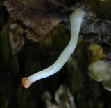 Sarcoscypha occidentalis image